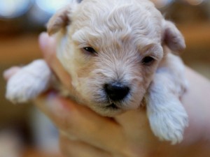 cuccioli-di cane 300x225